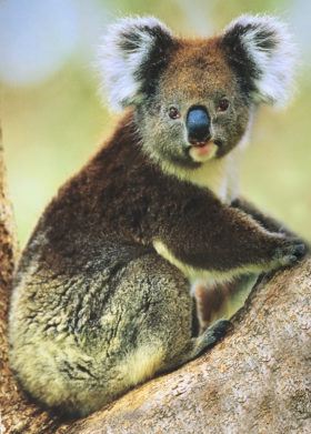 Koala-portrait