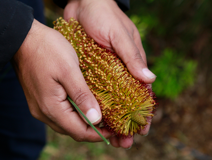 naidoc-reflecting-on-culture-the-beast